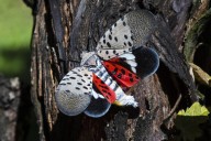 East Coast states and others are dealing with invasion of the laternflies