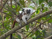 Se han rescatado más de 60 titís gris desde 2024, uno de los primates más amenazados