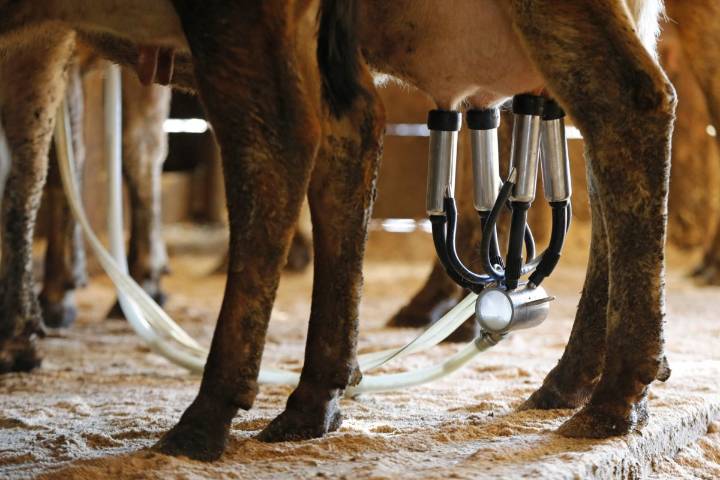 Florida farm identified as source of raw milk that sickened 21