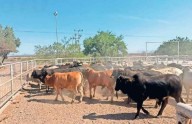 'Pegará' gusano barrenador al PIB