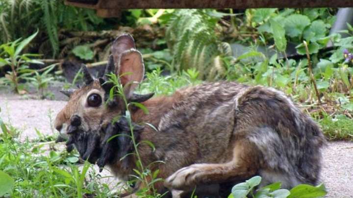 VIRAL: La posible recuperación de los “conejos tentáculos” en EEUU y su aporte contra esta enfermedad en humanos