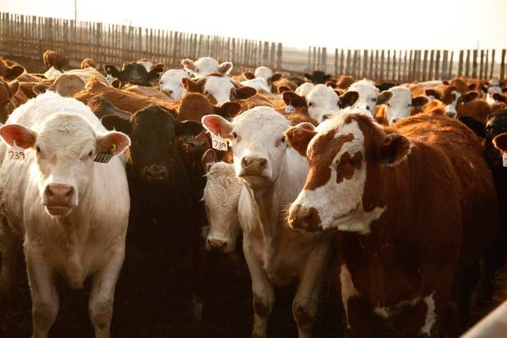 Simplified BSE testing shows good uptake