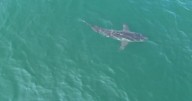 Climate change and prey could be driving great white sharks north