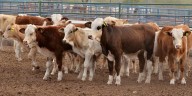 Sheinbaum anuncia Plan de Producción de Carne; Chihuahua entrará en segunda etapa