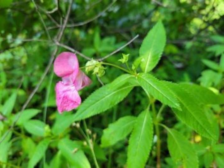 Invasive species identified in Kalamazoo park