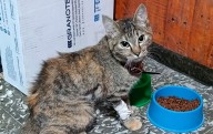 Piden ayuda para encontrar a “Lunita”, una gatita que se extravió en la zona de Pedro León Gallo