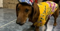 «Me aplicaron una multa enorme»: sus perros salchichas le ladraron a una moto y terminó con una sanción, en Chos Malal