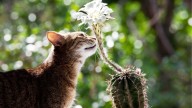 Bombazo en la biología: científicos demuestran por primera vez que animales y plantas se comunican con sonidos