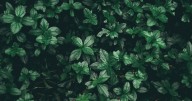 Plantas que “caminan” o se mueven para sobrevivir
