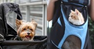 En San Salvador de Jujuy se permite viajar con mascotas en el transporte público