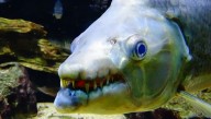 Four Of The Freakiest Animals Found In Freshwater