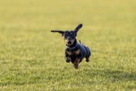 Mischievous Dachshund Won't Listen, but Sibling Does