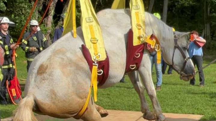 Emergency crews rescue horse from pit about 8-10 feet deep in Reisterstown