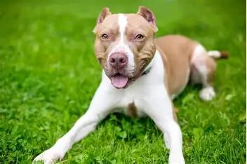 Un pit bull logra captar la atención de un hombre y salva a sus dueños que estaban inconscientes