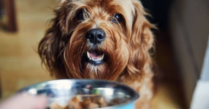 'If you love your dog, feed them this food to add years to their life'