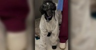 Trusty K-9 companion suiting up to keep University of Minnesota medical student safe