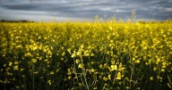 Saskatchewan Premier Moe, federal minister to meet on China canola tariff