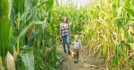 A-maze-ing Agritourism Adventure Builds Community