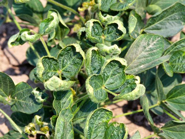 Controversial herbicide dicamba likely drifting back soon to a field near you