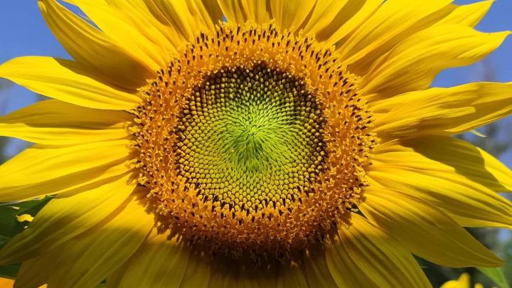 El girasol hipnotizante