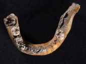 Humans could have interbred with Neanderthals earlier than thought