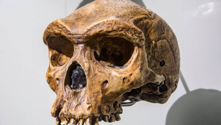 300,000-Year-Old Skull Shows Neanderthals May Have Lived Alongside Homo Heidelbergensis