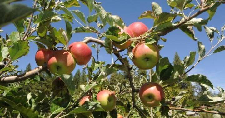 The wait is over, Apple Hill is (mostly) open