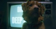 "Good Boy": La película de terror canina más viral del momento