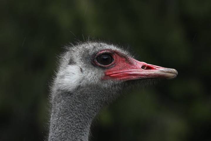 Dr. Oz says B.C. ostriches may have valuable avian flu secrets and should be saved