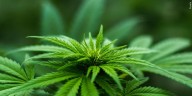 Massachusetts state audit finds mismanagement in Cannabis Control Commission