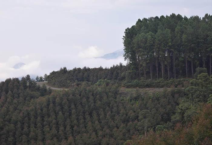 La inseguridad golpea duramente la red forestal y de la madera colombiana