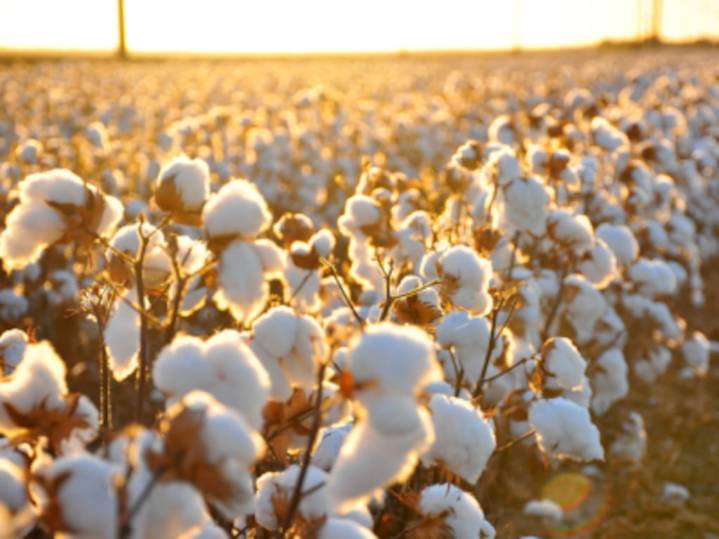 Un nuevo camino tecnológico potencia a la cadena productiva del algodón