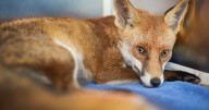 Clumsy fox has ‘very bad day’ hanging from letterbox by leg