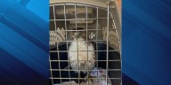 WATCH: Grinnell Police rescue injured Red Tail Hawk from yard