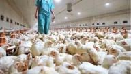Chile suspendió importaciones avícolas desde Argentina por gripe aviar en Buenos Aires