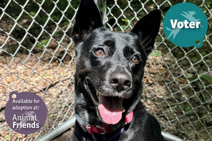 Pittsburgh Pet of the Week: Voter, an Adventurous Mixed Breed