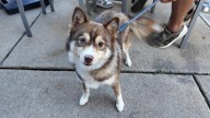 Paw-sta Party raises money to help train service dogs
