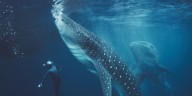 ¿El tiburón ballena es peligroso? La realidad detrás de las cicatrices que sufren por culpa de los humanos