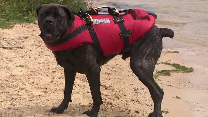 Nero the K-9 hero returns to Beltzville Lake after surgery