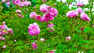 Ward off backyard intruders — 7 prickly plants to improve your home security