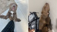 Texas Woman Notices Her Shoe Was Chewed And Quickly Figures Out The Culprit