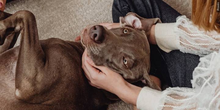 Oshkosh Humane Society looking to help long