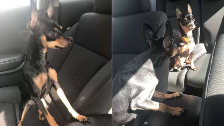 Georgia Woman Takes Her Dog Inside, Only To Be Shocked To See Her Already There