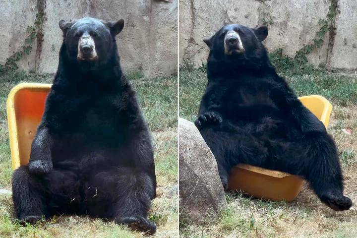 Memphis Zoo Films Black Bear Turning Wheelbarrow into Chair to Relax