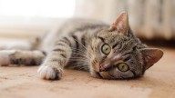 La razón por la que tu gato no para de 'hablar': no es por lo que tú piensas