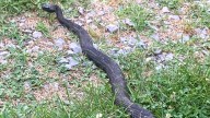 What to know about Indiana's venomous snakes after hiker's death