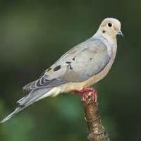 Missouri Dove Season Begins September 1st