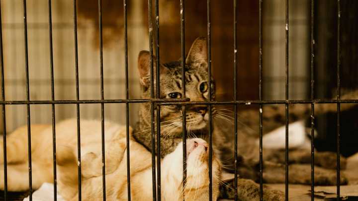 Adopt a new friend at 'Clear the Shelters' event in Palm Springs