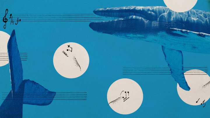 Blue whales are no longer singing. It's a troubling sign.