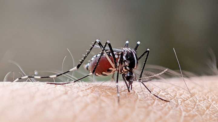 Human case of West Nile Virus confirmed in Emmet County